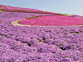 お花見ツアー