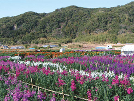お花見バスツアー