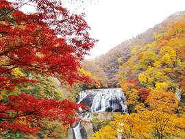 紅葉バスツアー