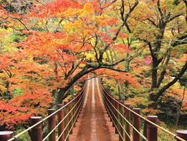 紅葉バスツアー