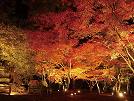 紅葉バスツアー