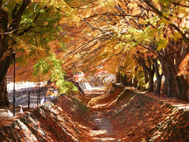紅葉バスツアー