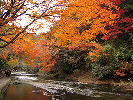 紅葉バスツアー
