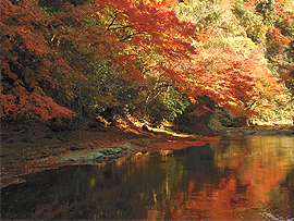 紅葉バスツアー