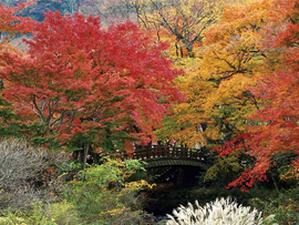 紅葉バスツアー