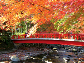 紅葉バスツアー
