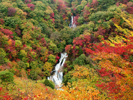 紅葉バスツアー