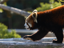 大島公園（動物園）